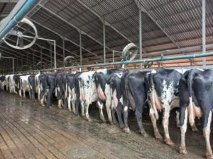 10 Fatos Essenciais sobre Inseminação Artificial em Bovinos