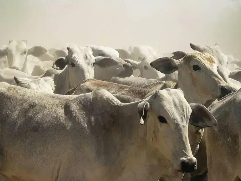 10 Melhores Raças de Gado para Pecuária no Brasil