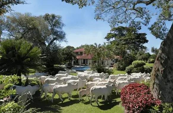 3 Fases da Pecuária: Cria, Recria e Engorda Explicadas