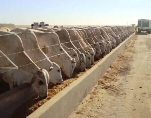 3 Tipos de Confinamento de Bovinos de Corte para Sucesso