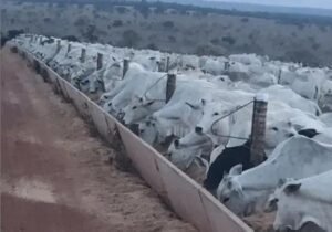 4 Dicas para Melhorar o Resultado do Confinamento de Boi