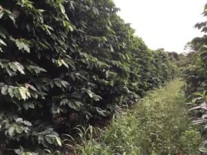 5 Benefícios da Calagem do Solo para a Agricultura