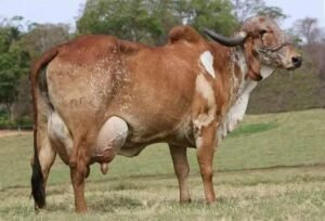 5 Benefícios do Sal Mineral para Bovinos de Leite