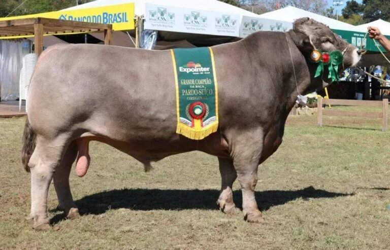 5 Características do Pardo Suíço Leiteiro que Você Precisa Saber