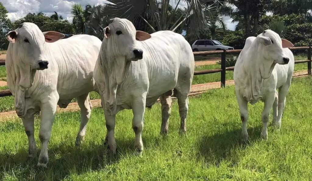 5 Cuidados Essenciais na Criação do Garrote Animal