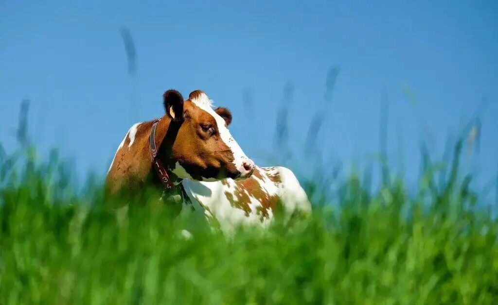 5 Dicas de Manejo da Pastagem para Gado Saudável