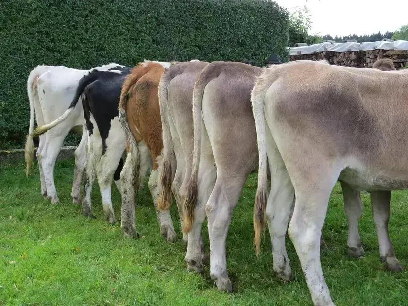 5 Dicas de Manejo de Gado de Corte para Reagrupamento de Lotes