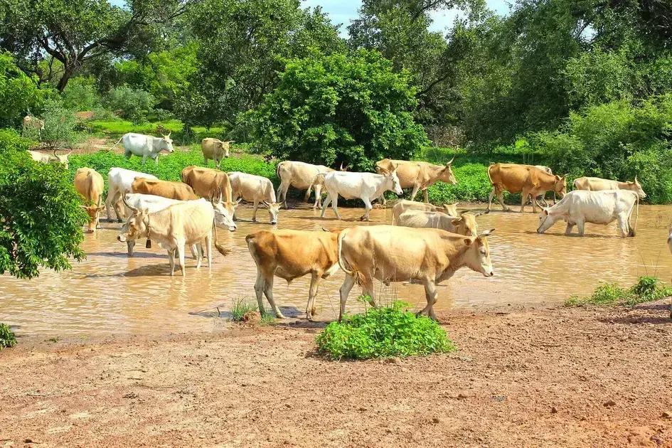 5 Dicas para Alimentação de Bovinos na Estação Seca