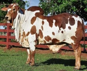 5 Dicas para Alimentação de Touros na Seca