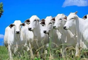 5 Dicas para Criar Gado a Pasto com Alta Rentabilidade