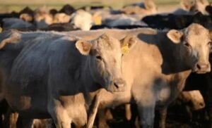 5 Dicas para Definir a Quantidade Ideal de Gado no Pasto