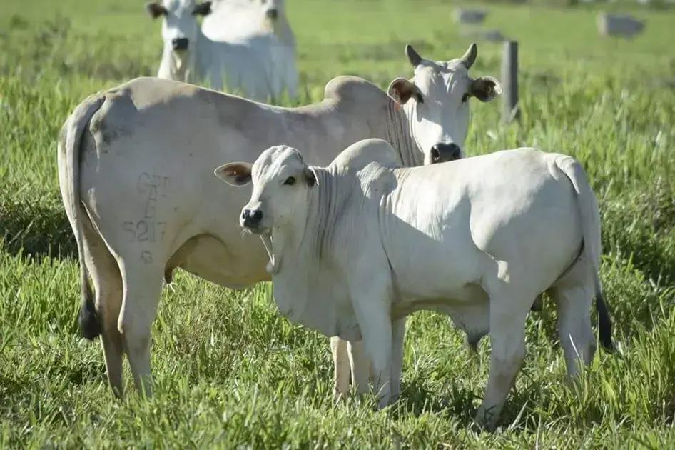 5 Dicas para Escolher a Vaca Ideal na Reprodução de Gado