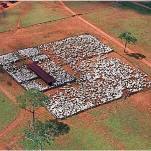 5 Dicas para Escolher o Curral Ideal para Gado de Corte