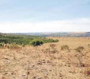 5 Dicas para Evitar a Degradação do Solo no Pasto