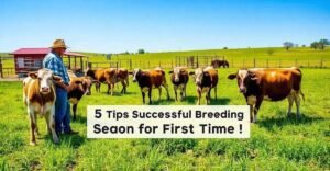 5 Dicas para Fazer Estação de Monta para Novilhas de Primeira Cria