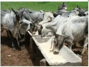 5 Dicas Para Fazer Sal Mineral Para Bovinos