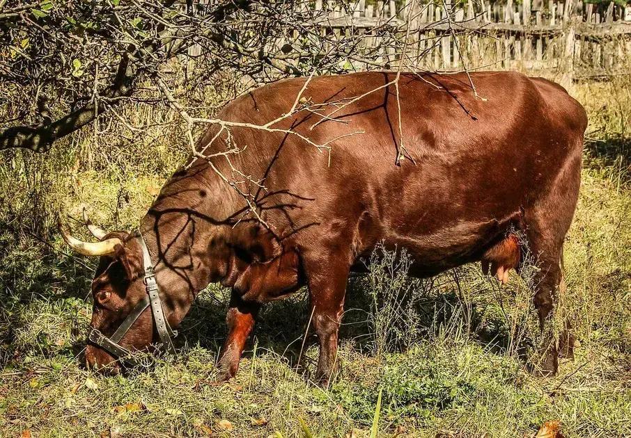 5 Dicas para Fornecer Alimentação para Bovinos na Seca