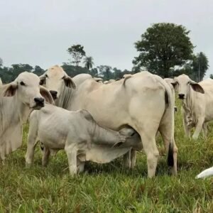 5 Dicas para Iniciar com Sucesso na Criação de Vaca