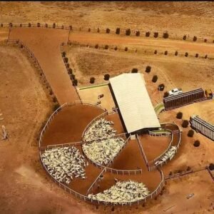 5 Dicas para Manter a Higiene no Curral de Manejo de Gado