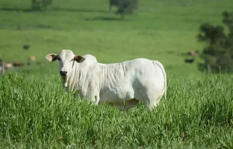 5 Dicas para Manter o Pasto para Gado de Corte