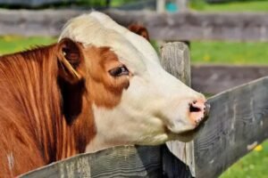 5 Dicas Para Melhorar a Nutrição do Garrote Bovino