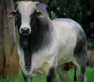 5 Dicas para o Manejo da Bovinocultura de Corte com Suplementos