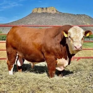 5 Estratégias para Criar Cabeça de Gado com Lucro no Brasil