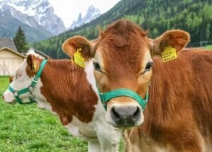 5 Fatores Cruciais do Novilho Precoce e Virginiamicina