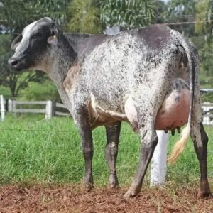 5 Fatores do Melhoramento Genético de Gado de Leite