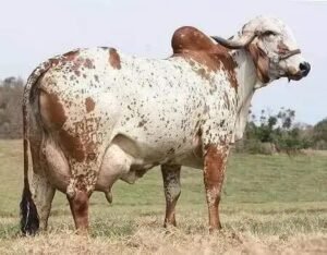 5 Fatos Cruciais sobre a Cetose Bovina em Vacas de Leite