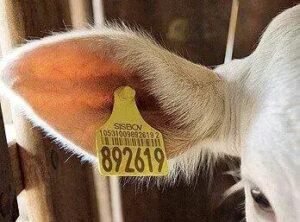 5 Formas de Marcar Gado: Descubra a Melhor!