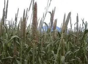 5 Maneiras de Usar Milheto na Alimentação de Bovinos