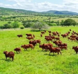 5 Melhores Pastagens de Verão para Bovinos