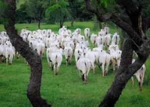 5 Motivos para Acompanhar a Cotação Bovina Diariamente