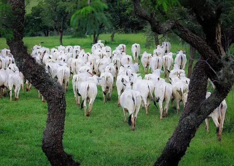 5 Motivos para Acompanhar a Cotação Bovina Diariamente