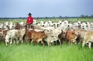 5 Motivos para Escolher a Raça Simbrasil na Pecuária