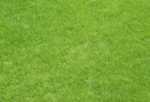 5 Passos para Fazer Fertilizante Natural na Propriedade