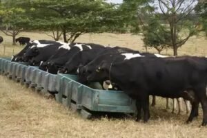 5 Passos para Limpar o Cocho e Bebedouro de Boi