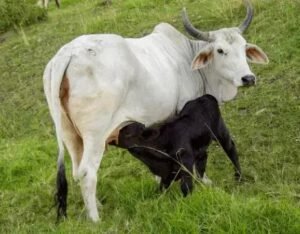 5 Passos para o Descarte de Vacas Leiteiras Eficiente