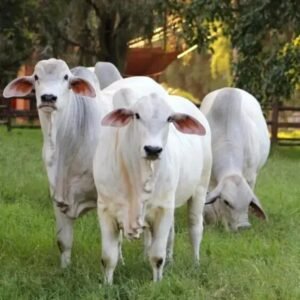 5 Raças de Gado de Corte com Maior Desempenho