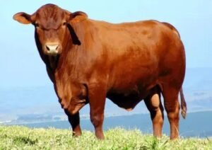 5 Razões para Escolher o Gado Senepol na Pecuária