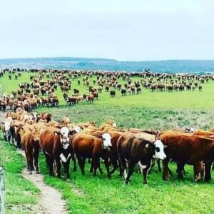 5 Razões para Usar Ureia na Pastagem de Gado