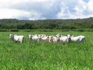 5 Tipos de Capim para Pastagem no Cerrado que Você Precisa Conhecer