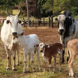 5 Tipos de Gado para Produção: O Que Você Precisa Saber