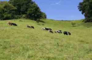 5 Tipos de Pastagem Ideais para Cada Região do Brasil