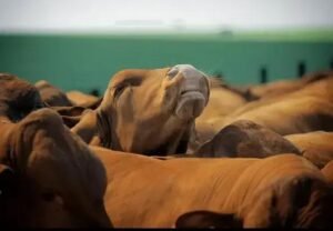 5 Vantagens da Virginiamicina Premium para Gado