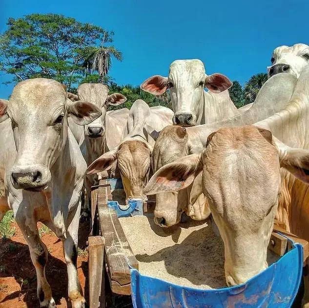 5 Vantagens do Cocho de Tambor na Pecuária