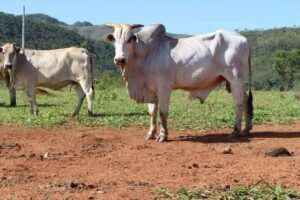 5 Vantagens do Tronco Hidráulico no Manejo de Gado