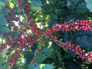 7 Benefícios do Café Fruto para a Saúde e Bem-Estar