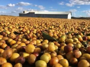 7 Tipos de Café que Todo Apreciador Precisa Conhecer